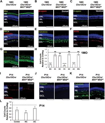 Essential Functions of MLL1 and MLL2 in Retinal Development and Cone Cell Maintenance